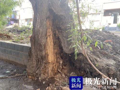 腐烂树根如何挽救？能否重生