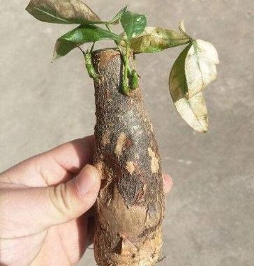 发财树枯萎？原因及救法