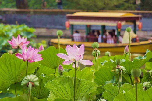 荷花冬天枯萎了春天还嫩发芽吗？