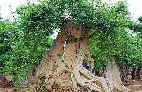 悬铃木， 适应范围广