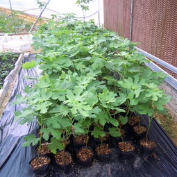 清洗水果，你Zuo对了吗？