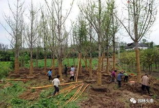 潜在风险与避坑建议