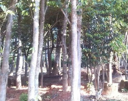 耐心等待，皂角树后劲十足