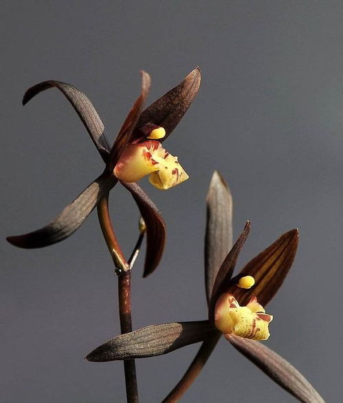 墨兰企黑， 书房客厅的文艺范儿