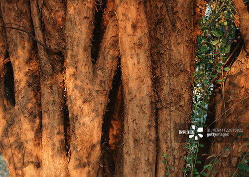 树木涂白漆的真相大揭秘