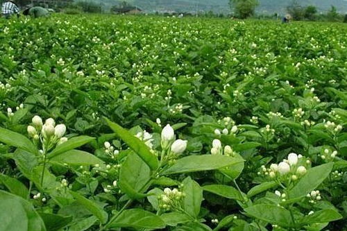 茉莉花种植时使用什么肥料最适合