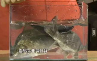 丙环唑对鱼是否有毒？真相揭秘