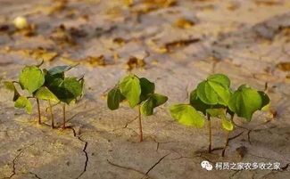 土壤酸化， 根系生长不良