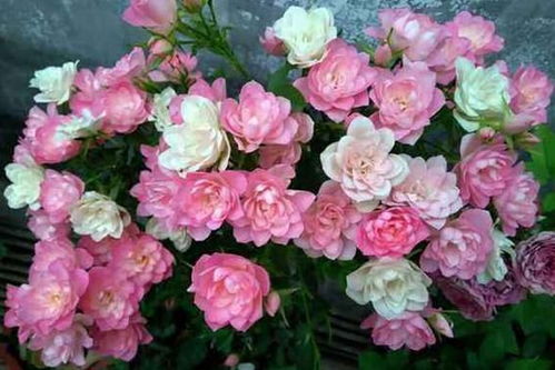 天荷月季的优点， 美得让人陶醉