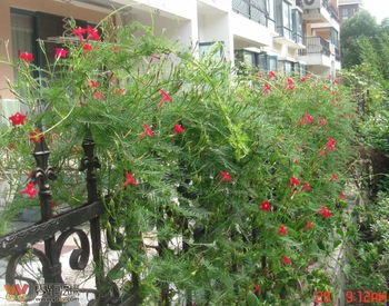 鸟萝花的播种季节与重要性