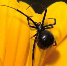 喷杀虫剂后多久可以确定蜘蛛死亡？