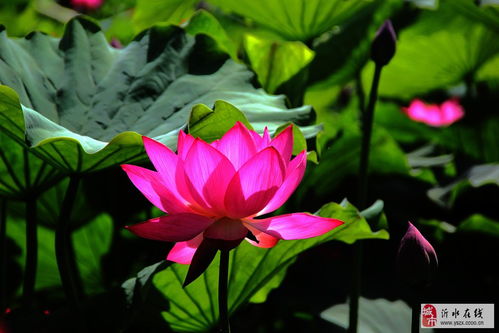 荷花如意的寓意解析