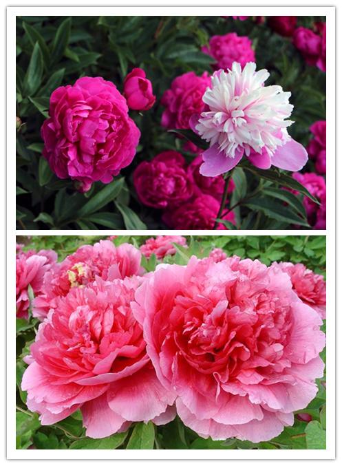 “玫瑰、牡丹、荷花，花名识别神器