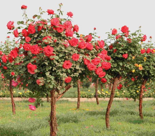 古桩月季树开花少的烦恼