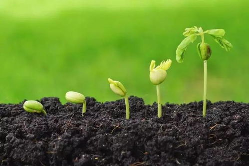 花椒种子如何快速发芽？——只需一招
