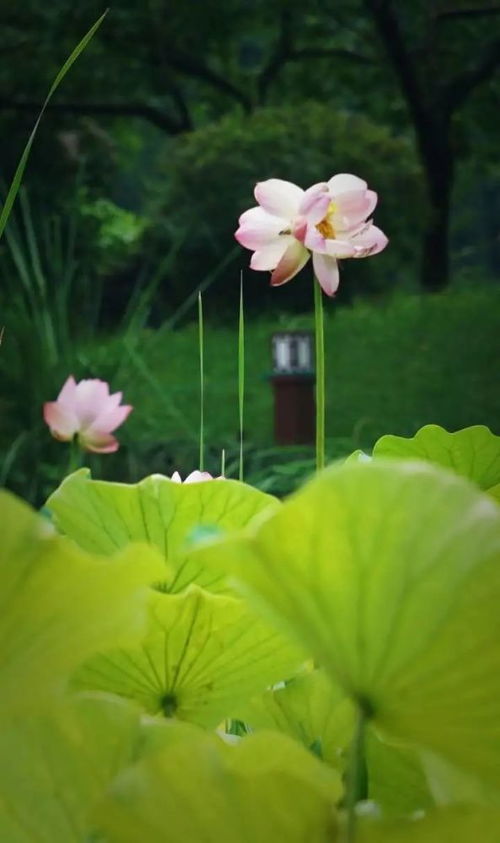 并蒂莲花期与开花次数，探究其生长规律