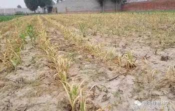 混用杀虫剂注意事项