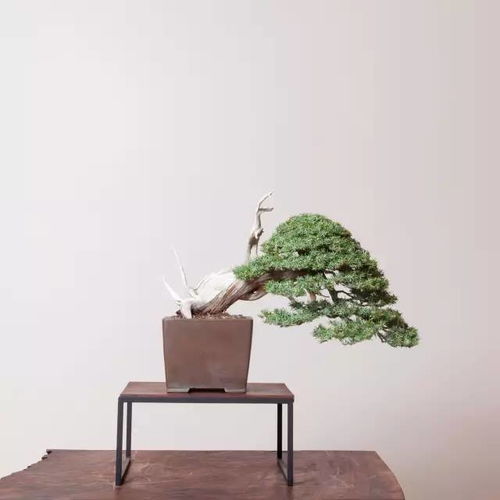 崖柏Zuo盆景效果蕞佳， 观赏价值高，充满古朴韵味