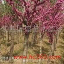 紫荆乔木的高度之谜