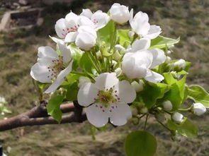 白花与红花的奥秘