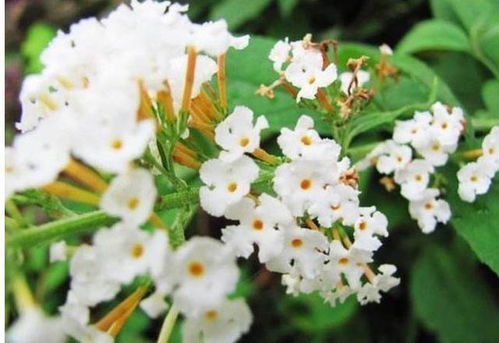 棠梨花富含多种营养成分，具有清热解毒、润肺止咳的药用价值