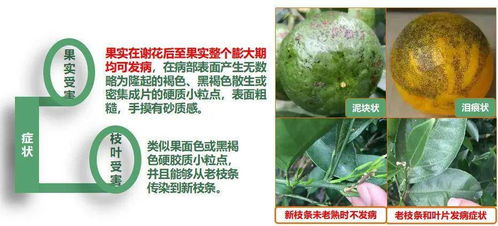 防治要点，不可忽视