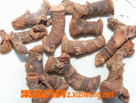 沙姜，又称高良姜