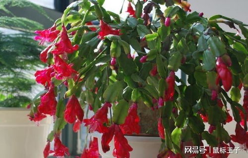 “冻硬蟹爪兰，复活攻略大揭秘！”
