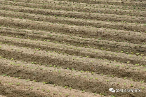 土质差石头地嫩种花吗那个？
