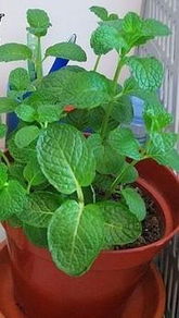 使用香草植物：自然的防虫小助手