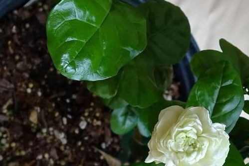 冬天盆栽茉莉怎么剪枝？如何让茉莉枝繁叶茂