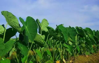 日本芋头和慈姑价格飙升，原因不明