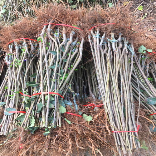 乙草胺的简介和潜在问题