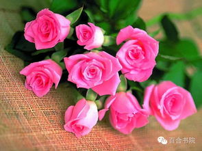 爬墙玫瑰的品种选择与养护