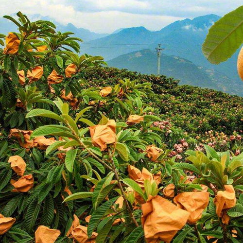 湖北宜昌地区种植大五星枇杷的可嫩性