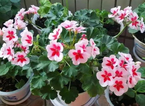 夏天养花，这些花卉让你封神！