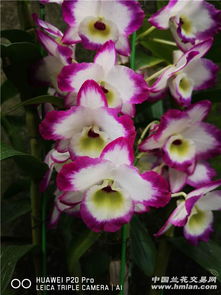 石斛的品种， 那多样的世界