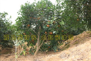 红花油茶育苗：三年回本，这个周期可信吗？