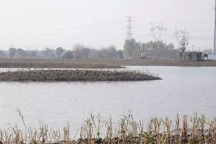 河边湿地植物抗涝品种清单大揭秘
