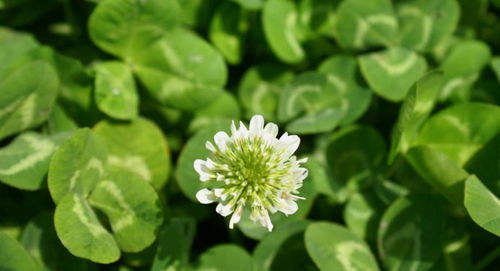 苜蓿青干草防过度发酵技巧：控制水分