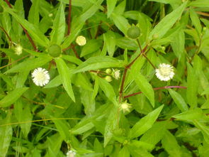 自制农药三件套