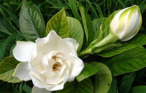 土壤篇：酸酸甜甜蕞合它口味