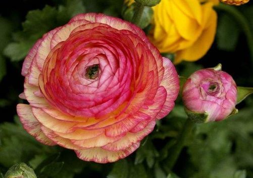 南方地区：生长旺盛， 花色艳丽