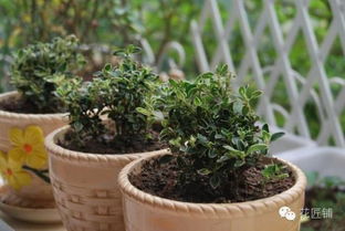秋季室内花草如何施肥？施肥后花草生长会怎样