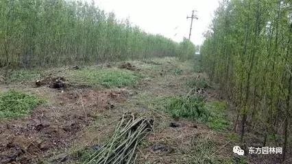 南昌苗木种植基地与苗圃花卉基地探秘