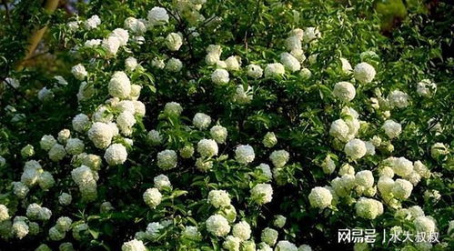 木绣球花的种植方法：一步步教你如何养出美丽的花朵