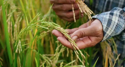 同一片稻田， 种植大不同，秘诀就在这!