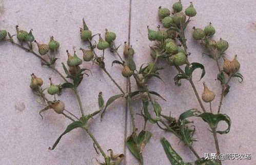 如何判断种子成熟