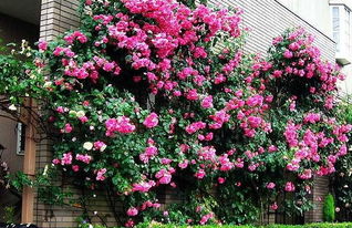 藤本月季的品种大揭秘