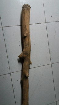 黄杨木的两种世界：大叶与小叶